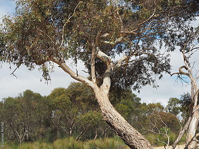 Eucalyptus leucoxylon ssp. stephaniae p Denzel Murfet Mt Boothby CP